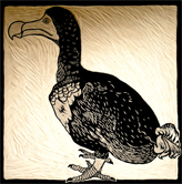 woodcut dodo
